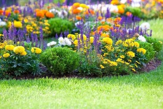 Flowerbed of marigolds and salvia rising from fresh lawn