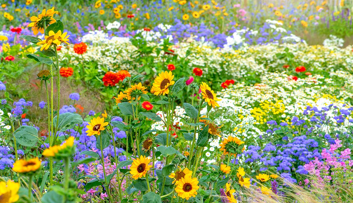 Wildflower meadow bursting with sunflowers and zinnias